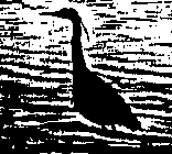 Great Blue Heron Silhouette